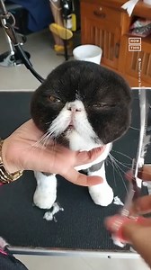 1M views · 62K reactions | A pet groomer in Thailand is going viral for adorable videos in which he gives loving haircuts to all kinds of dogs and cats, such as pomeranians. ‘The small dogs look so beautiful when they have had their hair cut. I love trimming them,’ says Joy, the owner of the Puen Dog Sho, via Newsflare. ‘They're like pretty teddy bears. Their owners are overwhelmed with emotion when they collect them.’ | NowThis | Facebook
