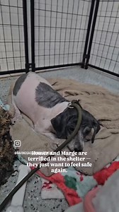 Homer and Marge are two Havanese siblings who were left behind when their elderly owner could no longer care for them. Now they’re scared and shut down in the shelter, and it’s breaking our hearts. They’re not doing well here and desperately need a calm home where they can feel safe again. Please consider fostering or adopting these two sweet souls. They’ve been through enough. Apply at SavingSageRescue.org 📍South Florida #SavingSageRescue #HavaneseRescue #AdoptDontShop #Fosteringsaveslives #So