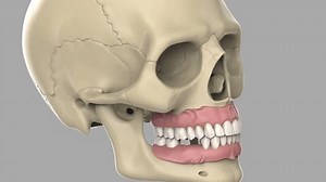 3d Modeling Jaw On Skull Stock Footage Video (100% Royalty-free) 1024339973 | Shutterstock
