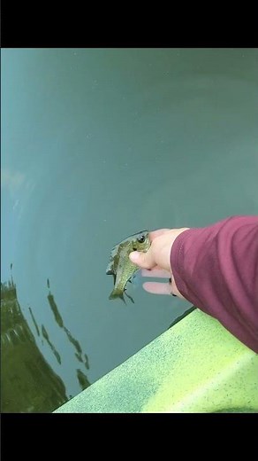 Catch and release fishing