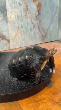 Redfoot Tortoise Tank is OCD with water