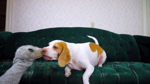 Fluffy Dog Battles a Silly Ostrich Puppet
