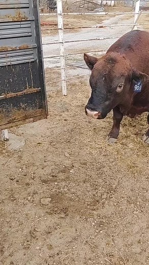 nope,,not with him there