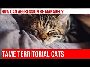 Dealing with Territorial Aggression in Cats: Tips & Tricks