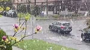 67K views · 1.7K reactions | Is this April or January? Snow flurries were spotted in Tacoma on Tuesday afternoon as a spring storm moves through. ❄ Get the full forecast >> king5.com/forecast : Saint Bryan | KING 5 | Facebook