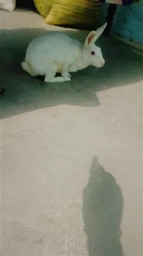 Khargosh 🐰🐰#viral #shortsfeed #shorts #shortsfeed