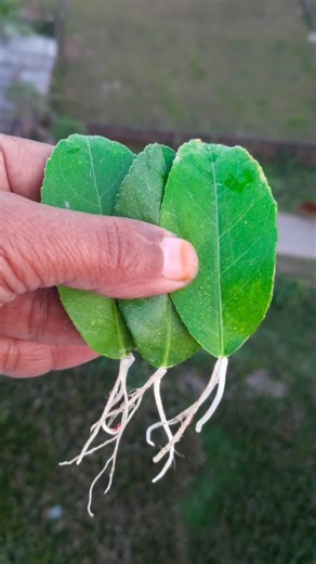 Leaf to plant | How to grow lemon plant at home from leaf | Tips & tricks in this video #gardening
