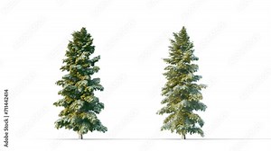 Trees grow from small to large. Growing tree on transparent alpha background. 3D realistic fall tree season. Wind blowing leaves moving. Stock Video