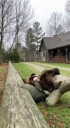 Giant Maine Coon tackles Soldier Watch the fierce feline attack #cat #pets #viral