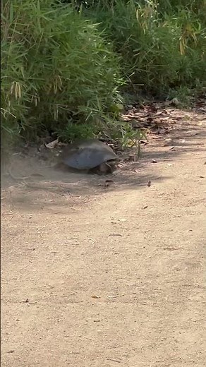 Softshell turtle…Have you ever seen a turtle running so fast?…