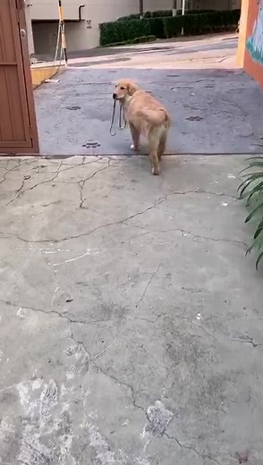 Desde pequenininho aprendendo a voltar da escola sozinho 🤓. #inteligencia #obediencia #cachorro #goldenretriever #dog #pet #foryoupage