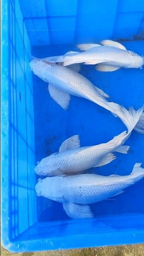 Inside a Butterfly Koi Farm: Elegant Long-Finned Koi Breeding & Care 👀
