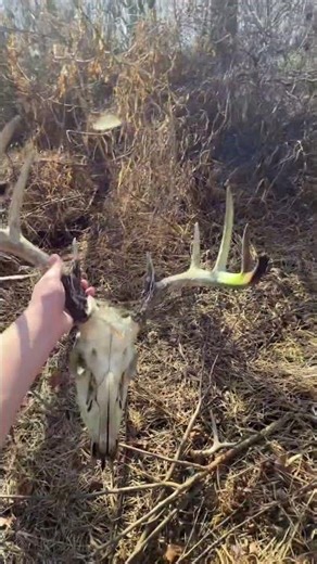 Michigan whitetail deadhead?!? #archery #deer #fyp