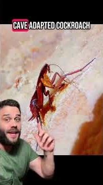 Cave Wasps & A Strange Australian Cave #animals #evolution #learning #science #biology #cave