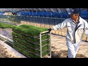 トロコンとトロッコを使った苗運搬