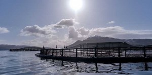 SCOTTISH SALMON IS NAMED UK’S TOP FOOD EXPORT FOR 2023