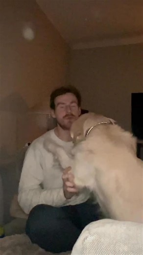 Red flags in my golden retriever gone wrong .. again | Goose Goose