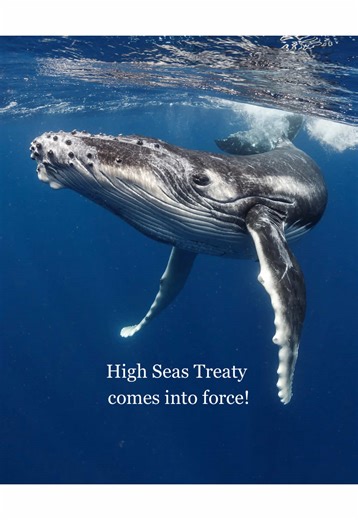 History made - 20 years in the making. After two decades of negotiations, the High Seas Treaty is finally in force, creating the first global rules for nearly two-thirds of the ocean. This will make major headway in protection of the big blue beating heart of our planet. Congratulations to everyone involved in making this a reality! For countries that have ratified, this is a major step forward for ocean protection. But New Zealand hasn’t ratified it yet. More on this in next reel! #highseastrea