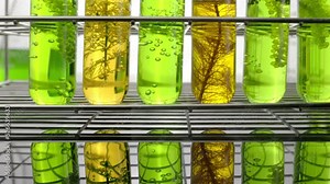 Algae fuel biofuel industry lab researching for alternative to fossil algae fuel or algal biofuel.