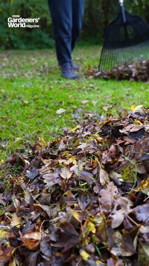 Autumn is the ideal time to buy a rake, whether for gathering up leaves or scarifying your lawn 🍂 But how do you know what to look out for when you're shopping? We've put 12 models to the test, ranking them for: ﻿✅ Design ﻿﻿✅ Comfort ﻿﻿✅ Performance ﻿﻿✅ Value for money ﻿Pick up the October issue of BBC Gardeners' World magazine now to find out which we rate, or visit GardenersWorld.com for more – and let us know below, do you have a tried and tested favourite? | BBC Gardeners' World Magazine