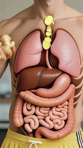What Happens to Ginger Inside Your Body | 3D Digestion Animation #digestive #3danimation #health
