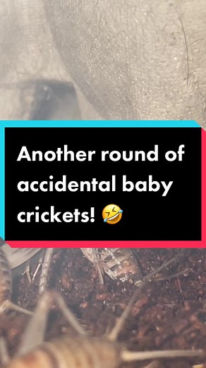 Breeding Feeder Crickets for Lizards: Egg Laying Tips