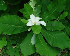 Magnolia macrophylla - Alchetron, The Free Social Encyclopedia