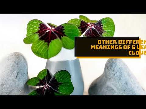 What Does The 5 Leaf Clover Mean? You Won't Believe!