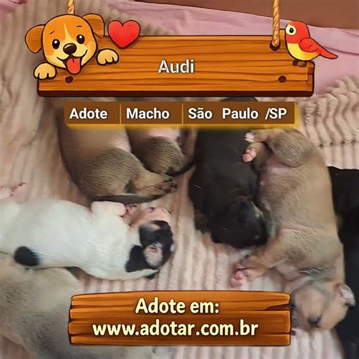Vídeo do cachorro Audi, em São Paulo-SP