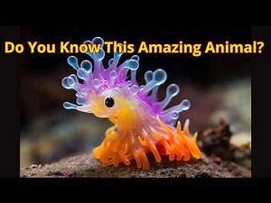 The Underwater Jewels: Nudibranchs and Their Stunning Beauty!
