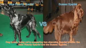 Blue Picardy Spaniel vs. Sussex Spaniel: A Comparison of Charm...
