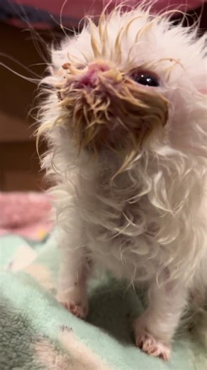 In lana we stan #fyp #rescue #rescuekitten #kitten #foryou #wisp #follow #foryoupage