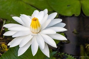 The Giant Water Lily - Guyana's National Flower (Formerly The Victoria Regia Lily)