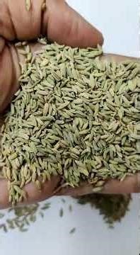 99% Funnel Seed | Available on IndiaMART