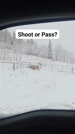 Caught this awesome moment of a mule buck trailing a doe during the rut here in Alberta. 🦌 It’s one of those encounters that makes being out in the field worth it. So… would you shoot or pass? Curious what everyone would do #AlbertaHunting #MuleDeer #MuleBuck #DeerRut #RutSeason #HuntingSeason #ShootOrPass #AlbertaOutdoors #CanadianWildlife #HuntingLife #OutdoorReels #ExploreAlberta | Country Slicker