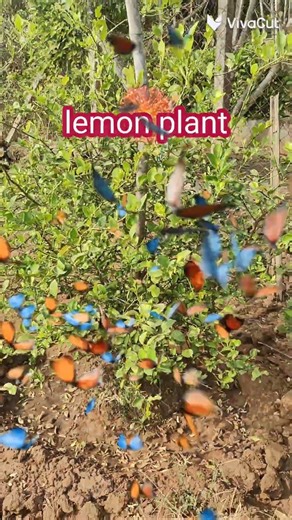 #lemon plant #farming