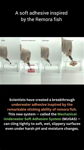 New Remora-Inspired Tech Creates Ultra-Strong Underwater Adhesion!