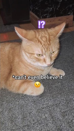 Google Home talks to Wally🙊