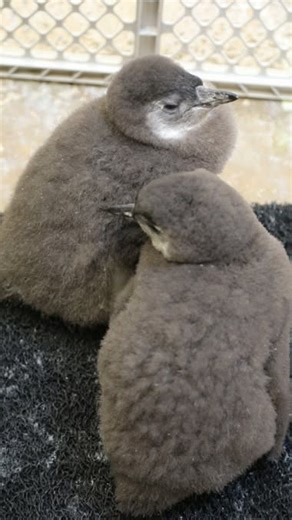 Tulsa Zoo on Instagram: "Big penguin news at Tulsa Zoo! 🐧🐧🐧Our bird team is thrilled to share that a third African penguin chick hatched on Tuesday! Earlier this season, we welcomed two chicks around Christmas, and we’re happy to report that all three chicks are doing well. You can see the newest additions to our colony in this video. We’re also excited to announce that our African Penguin Encounter has resumed! Join us on Saturdays and Sundays for an unforgettable, up-close experience while 