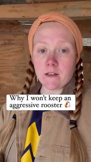 4.7K views · 136 reactions | A mean or aggressive rooster can...