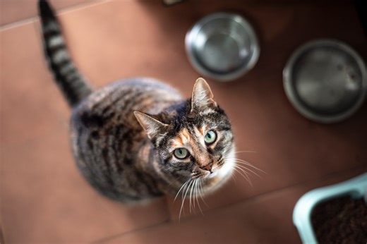 Cat food recall expanded to Ohio: FDA