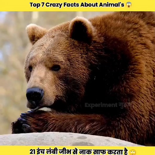 Experiment गुरुजी Top 7 crazy Facts about animals #experiment_गुरुजी #facgs_about_human #experiment_guruji #expwriment_गुरुजी #experimentguruji #trendingreels #reelsinstagram #amazingfactshindi #facts_girl #trend #trendingnow #trending #animal #viralreels | Fact Akz | Facebook