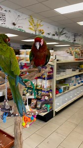 16 reactions | Marley the Calico Macaw, and Captain Hook the Red Fronted Macaw are best buddies! We really hope that they will go to their forever home together! We enjoy listening to them laugh and talk together. | Exotic Bird Shop | Facebook