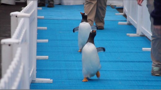 3M views · 7.5K reactions | MARCH OF THE PENGUINS: Detroit Zoo has rolled out the blue carpet as their penguins make the short trip to their new home, which the zoo says will be the largest facility for penguins in the world. It will house 80+ penguins from 4 species. | NBC Nightly News with Tom Llamas | Facebook
