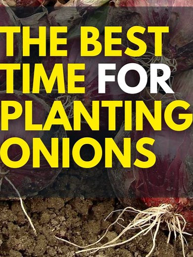Best Time to Plant Bulb Onions: Planting Tips for Growing Onions in Kenya