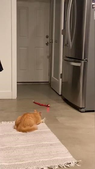 0e97daaad8ed43cb80d8528098fa548e