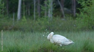 Whooper Swan, Cygnus cygnus, big white bird in the taiga lake in the summer forest, Kuhmo, Finland. Piar of swans in nature habitat. Euurope, wildlife nature. White birds in forest water. Stock Video