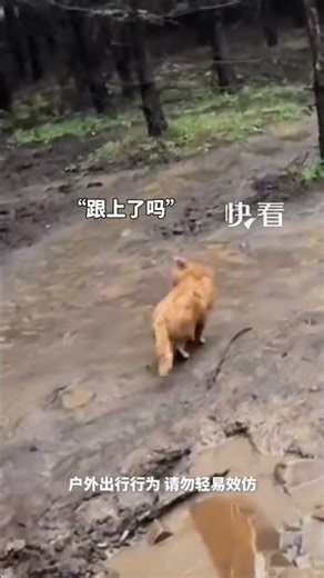 Travelers lost in the woods on a rainy day encounter a guiding kitten, and after sharing a sausag...