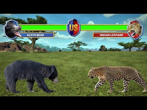 Sloth Bear vs Indian Leopard