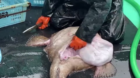 Real-Life Danger at Sea – Giant Deep Sea Fishing on Japanese Vessels